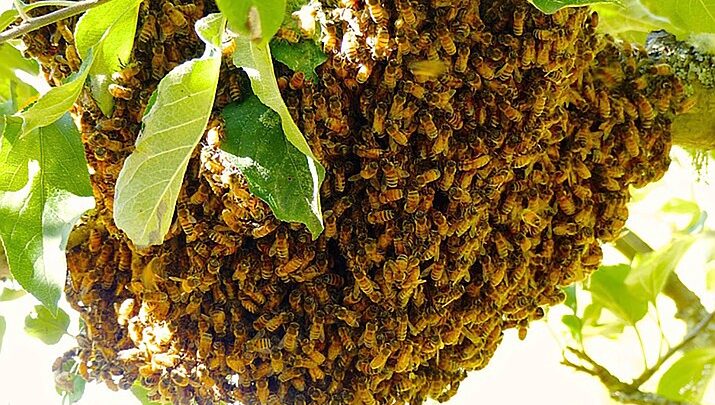 Four injured in bee attack at Tumsar news update