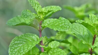 include-mint-chutney-in-the-diet-during-the-corona-period-there-are-many-benefits-to-increasing-immunity-update