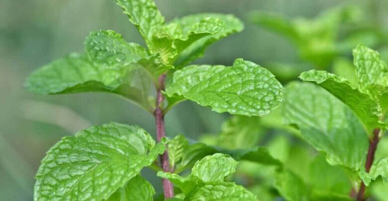 include-mint-chutney-in-the-diet-during-the-corona-period-there-are-many-benefits-to-increasing-immunity-update